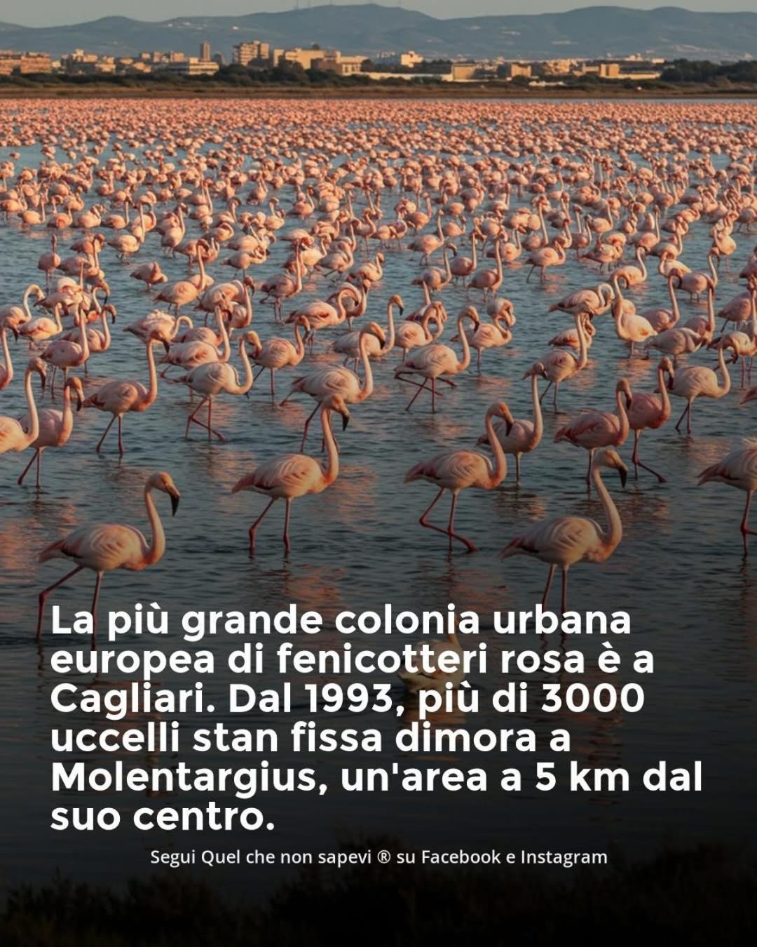 Appartamento Carino Splendido Trivano Panoramico Iun S3308 Quartucciu Eksteriør billede